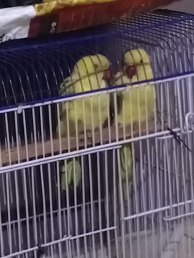 yallow and green ringnack