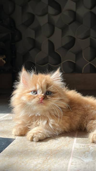 Persian fluffy coat ginger kitten ( 03426784950)