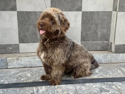 Cockapoo Top quality