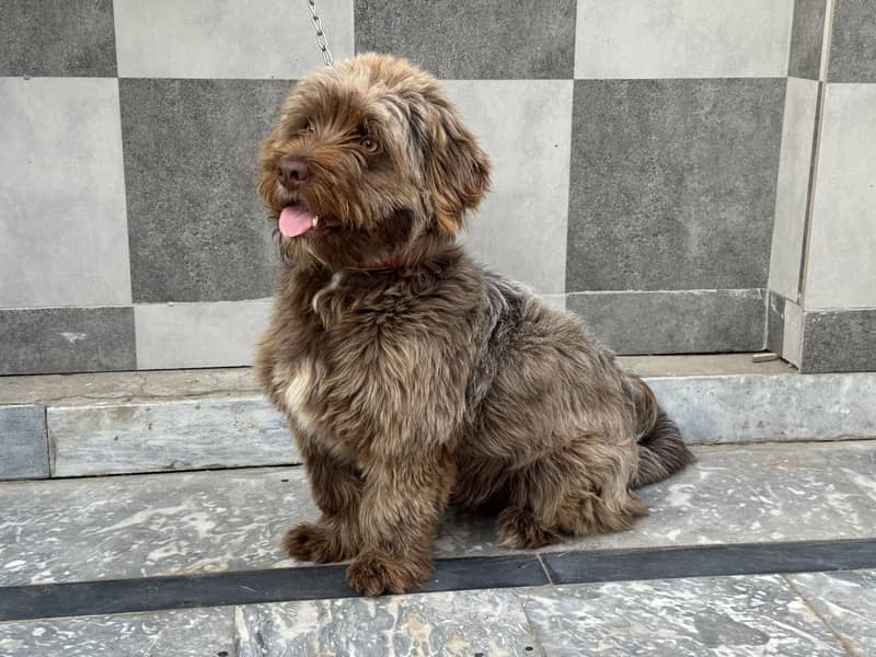 Cockapoo Top quality 0