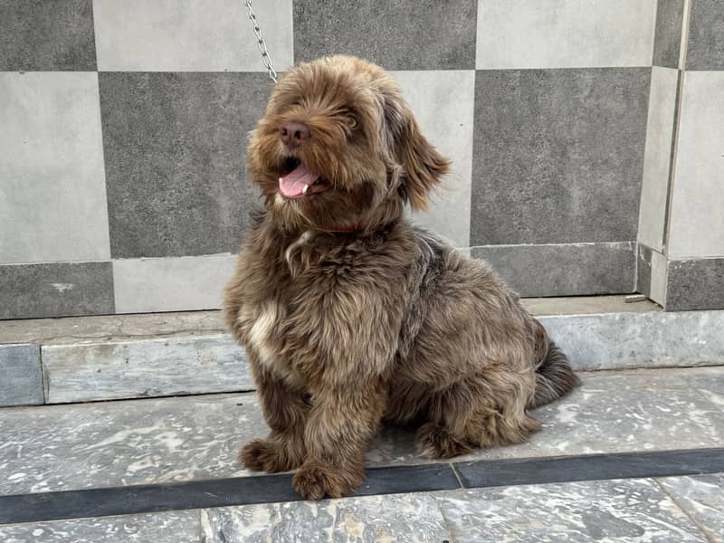 Cockapoo Top quality 1