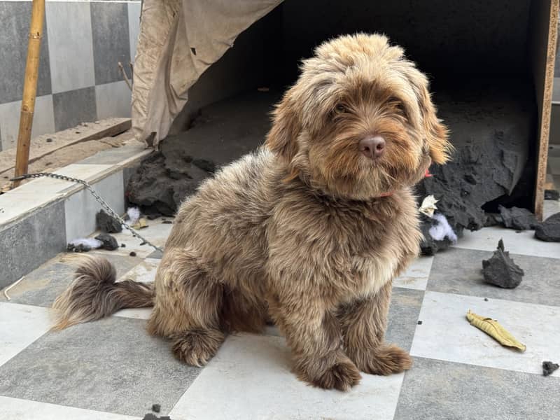 Cockapoo Top quality 2