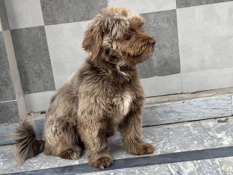 Cockapoo Top quality 3
