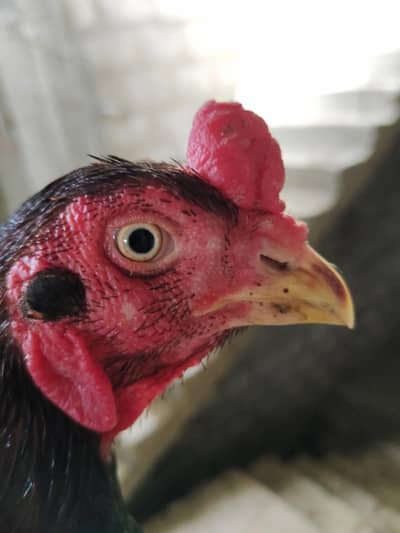 03356604723 Whatsapp number