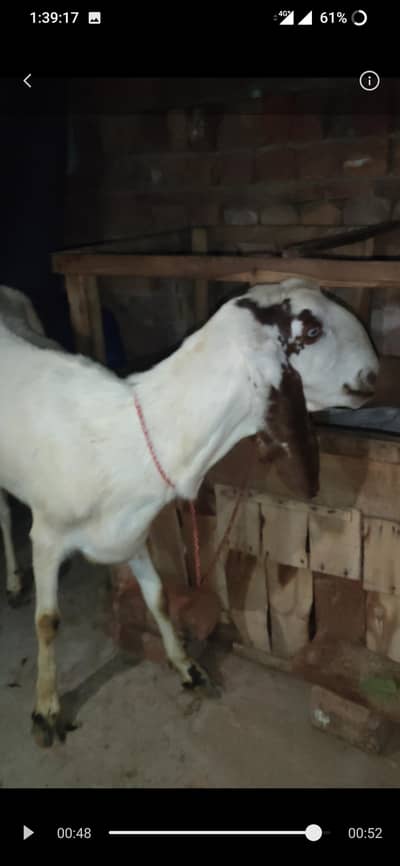 desi rajanpuri bari bakria