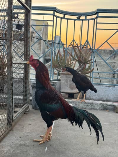 Aseel lakha For Sale