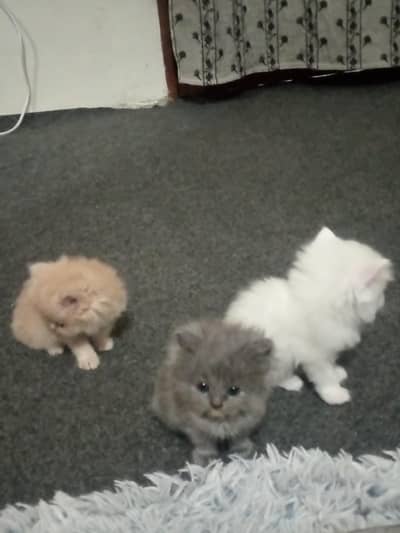 Little cute Persian kittens available For sale