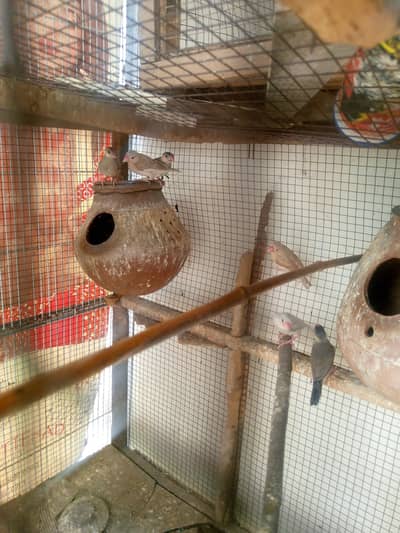 white zebra finches  phaty and jawa
