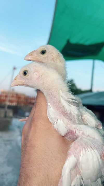 Paper white heera  chicks available