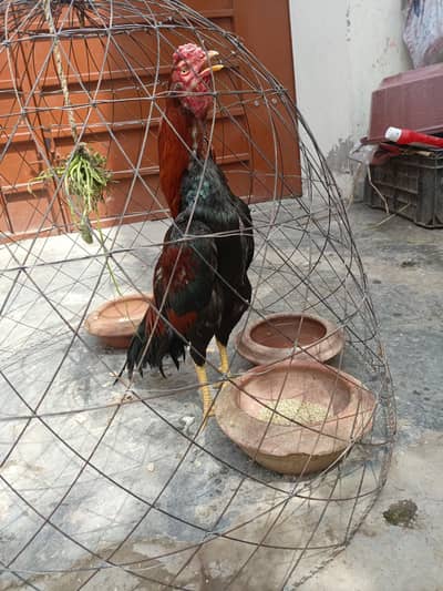 Hint cross patha for sale