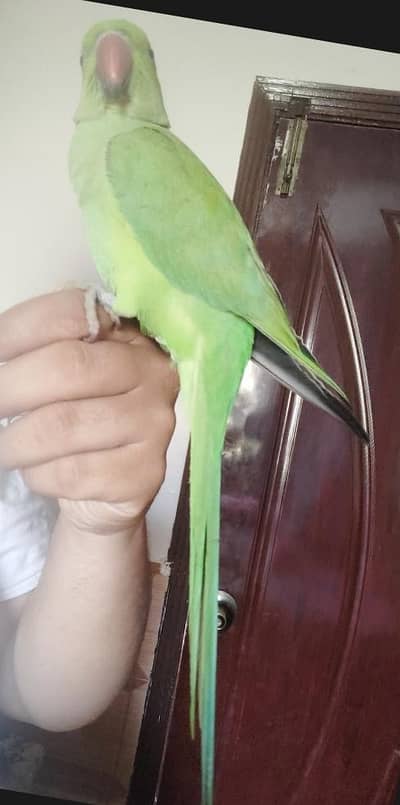 Ringneck male parrot patha