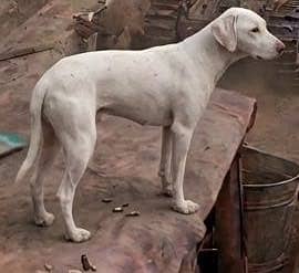 Original gultair dog for sale 4 months | famale |