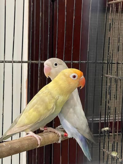 Palefellow Lovebirds