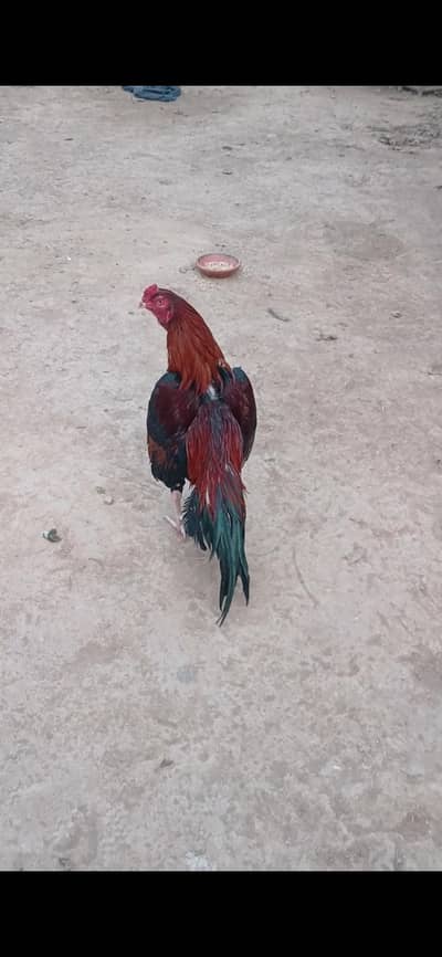 high quality aseel for sale