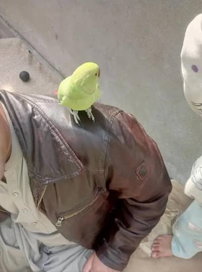 100% pair hain handtame hain agr  Sahi jaga rakhny ki hon to anday b