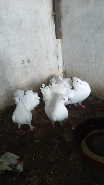 English fantail laka breeder pairs