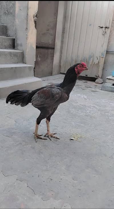 urgent sale kana ha