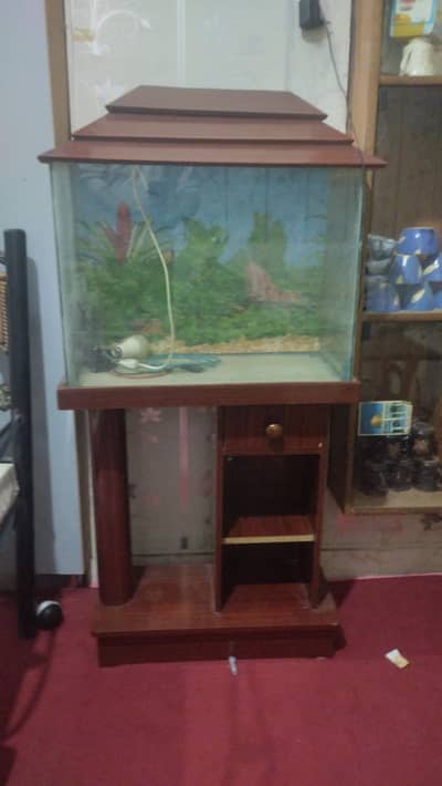 fish aquarium