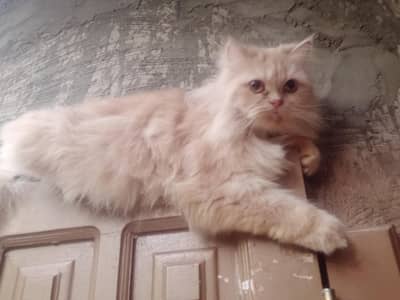 punch face female cat