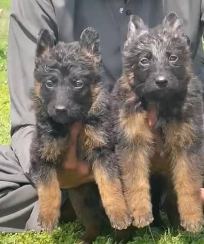 German Shepherd long coat 50month for sale