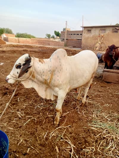 Eid Qurbani cow