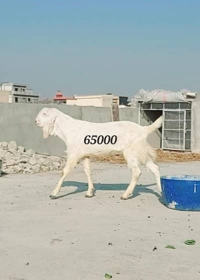 Healthy and Active Bakry