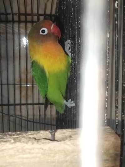 adult split Black masket male