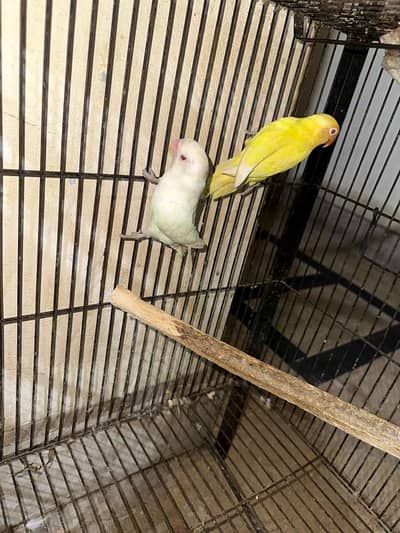 Breeder pair Albino red eye male cremino red eye female urgent sale