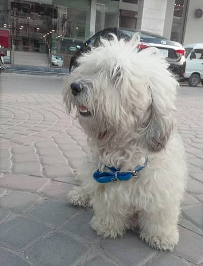 maltese