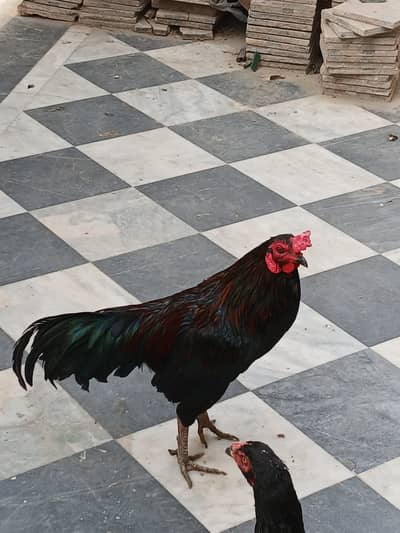 Aseel Murgha for sale