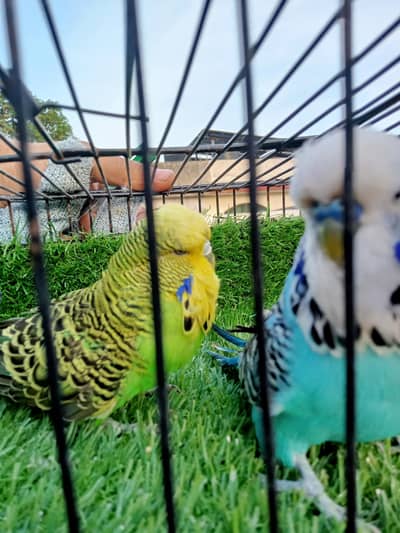 hogoromo males red eyes and rainbow colour . 1cocktail pair bachoun wal