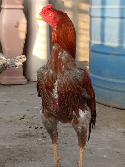 Aseel Thai cross male  for sale full active and healthy