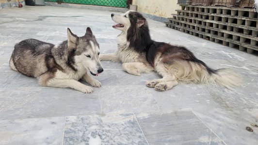 Pair of siberian huskies for sale