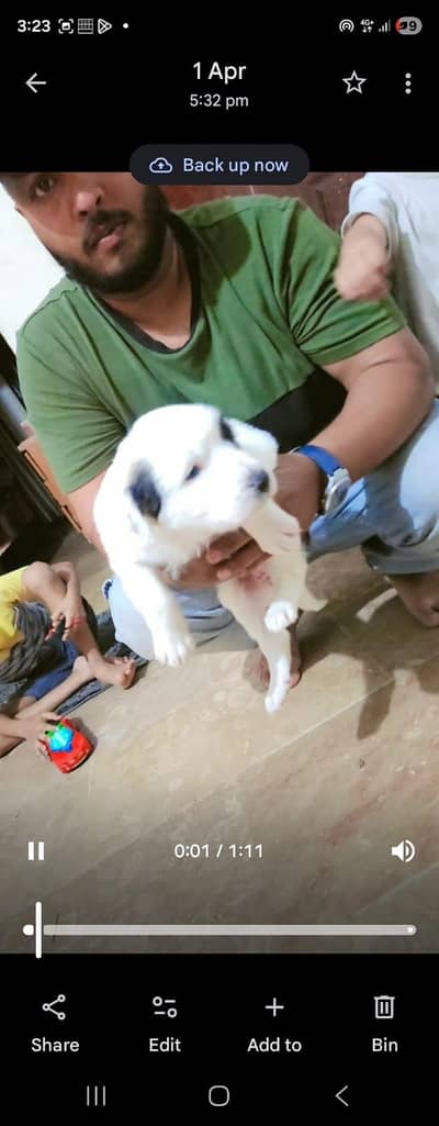 sanebnard German shaperd