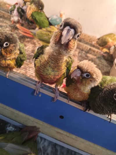 Counre Near To Self (Best For Hand Tame)