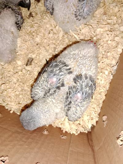 Grey Parrot Chicks