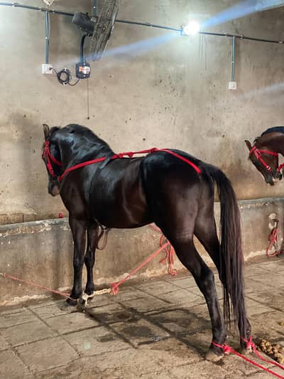Full black Trained horse for neza bazi