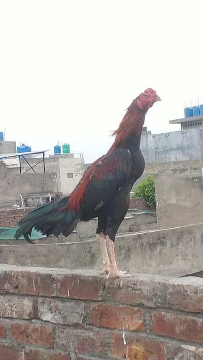 2 aseel or 1  Desi murgay for sale healthy and active