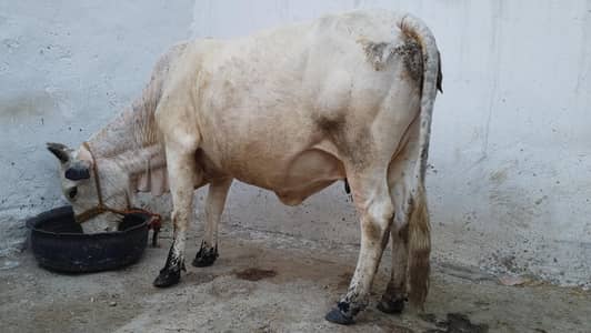 cow + wachi available for sell