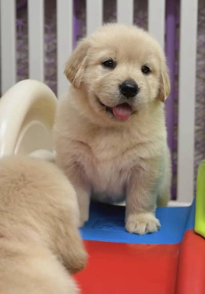 Golden Retriever Pedigree Male Puppy