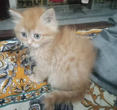 Persian  Kitten For Sale