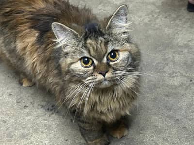 Pure Persian Triple Coat