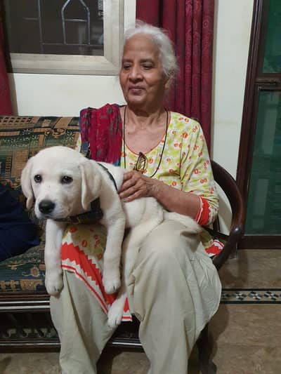 Labrador Retriever, fawn color,