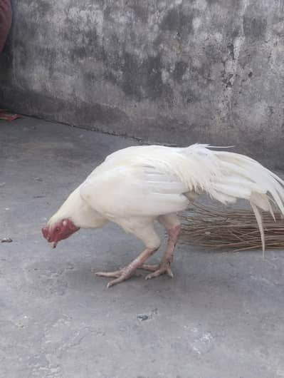 Aseel miyawali hera morgha for sale