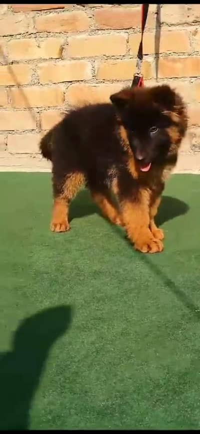 German Shepherd puppy for sale