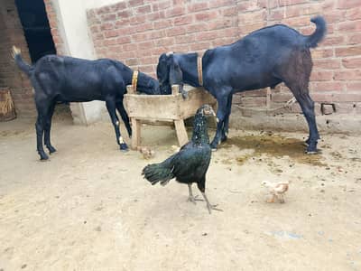 desi ghasi bakra for sale height wala