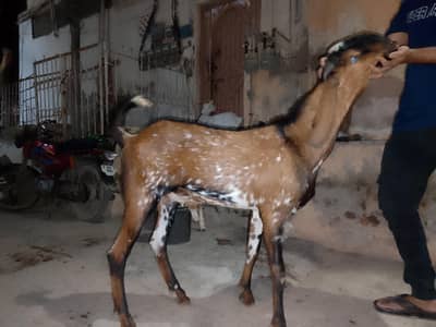 Beetal Male full pointed