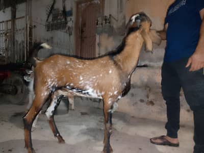 Beetal Male full pointed