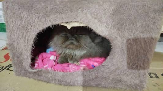 healthy male for meeting