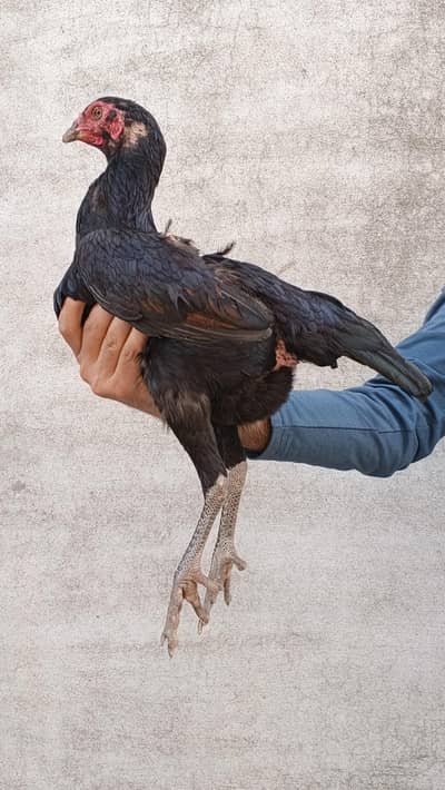 Pure Thai Assel Pathi For Sale